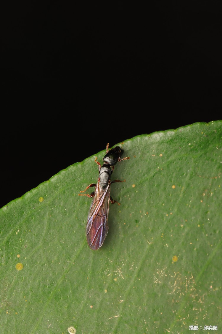 ���u�y�a�� Metapone sauteri 