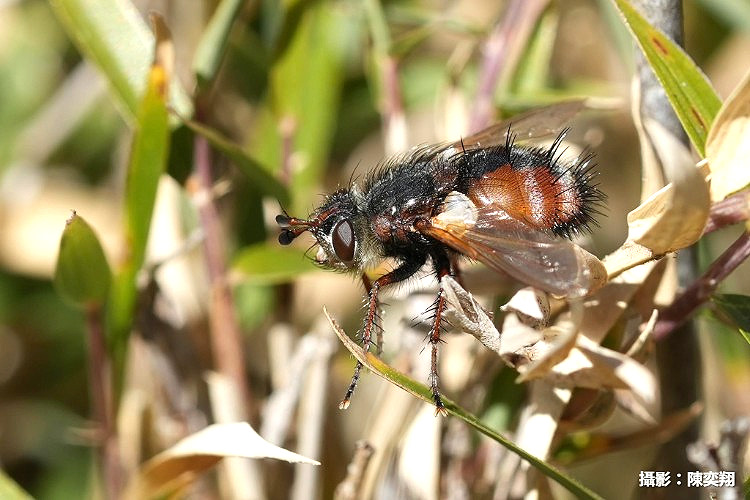 �����H�� Tachina fera 