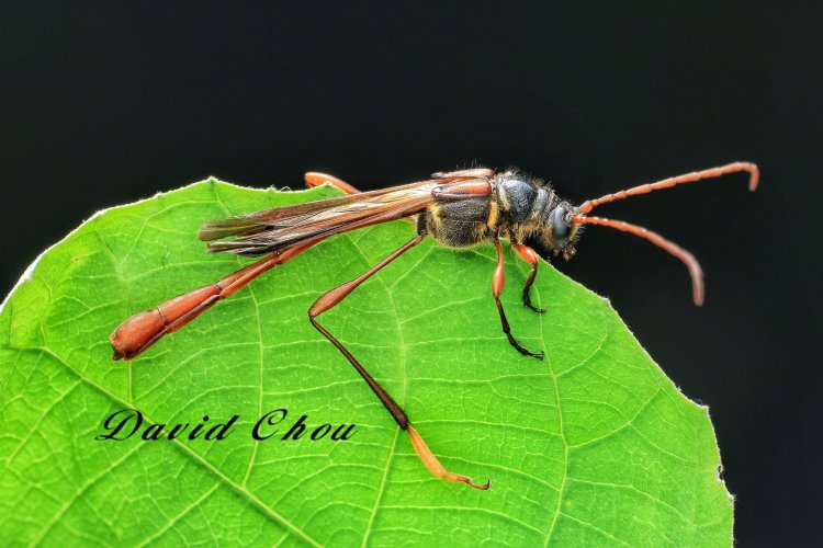 nsӵuͤѤ Necydalis nanshanensis
