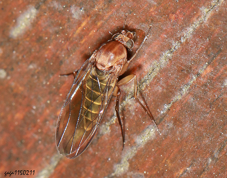 ���D���� Megaselia &nbsp;sp. 