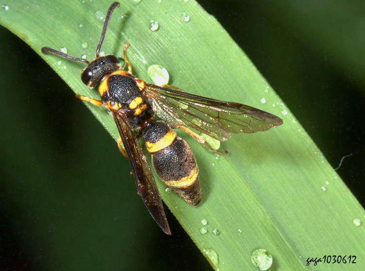 �x�W���y���� Apodynerus formosensis 