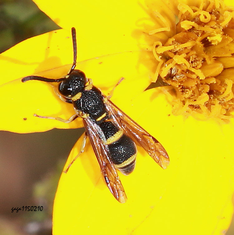 ���y蟎�H���� Parancistrocerus kuraruensis