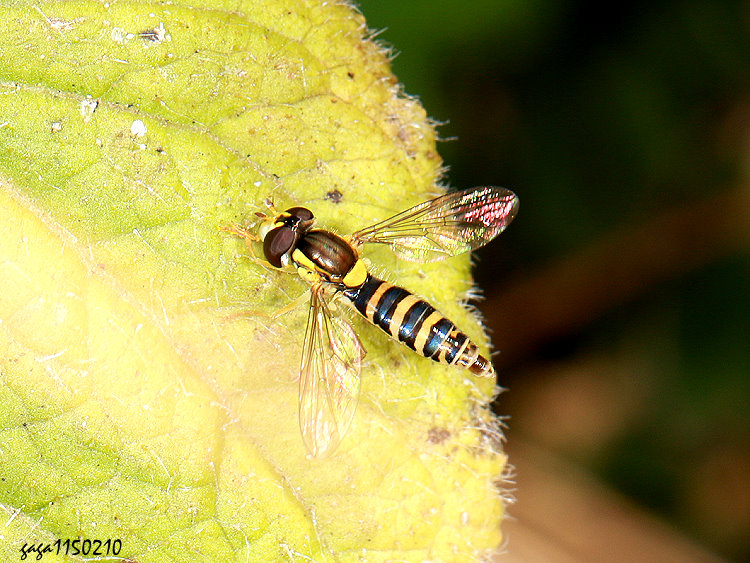  Sphaerophoria &nbsp;sp.