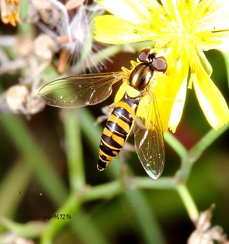 沃氏蚜蠅 Sphaerophoria vockerothi