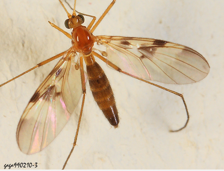 長角菌蚊屬 Macrocera sp.