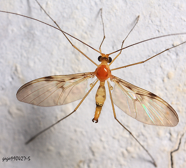 �����߰A�� Macrocera sp.