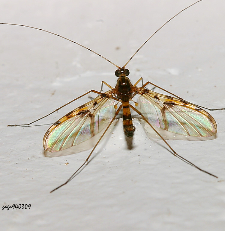 ���߰A�� Keroplatidae