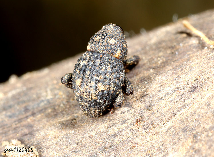 ����H�Ȭ� Cryptorhynchinae