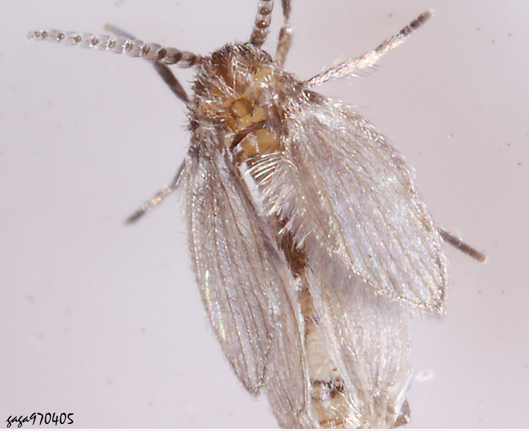 ���� Quatiella sp.