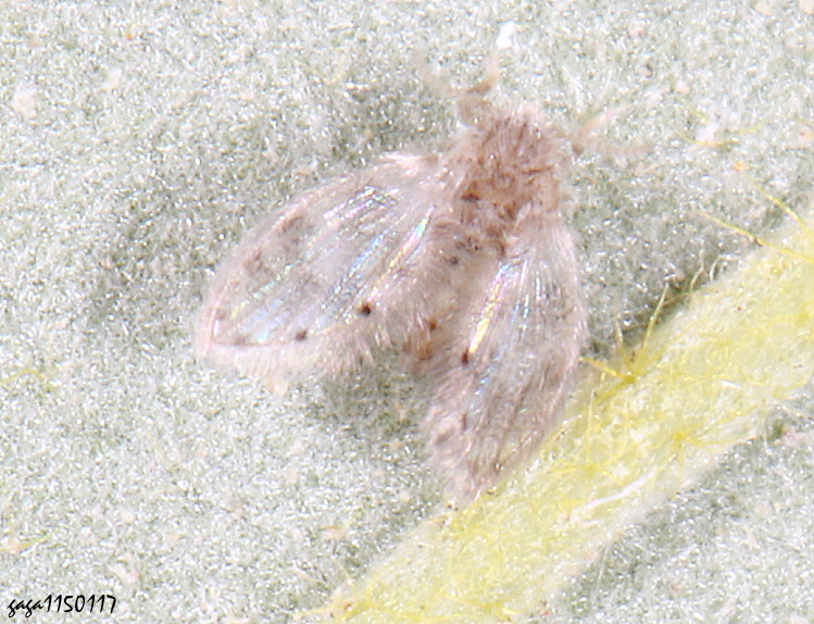 ������ Psychoda sp.