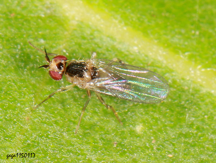 �z�� Gaurax  sp.