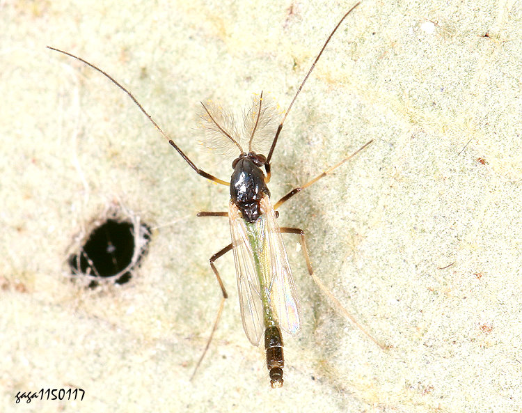 �n�A�Ȭ� Chironominae