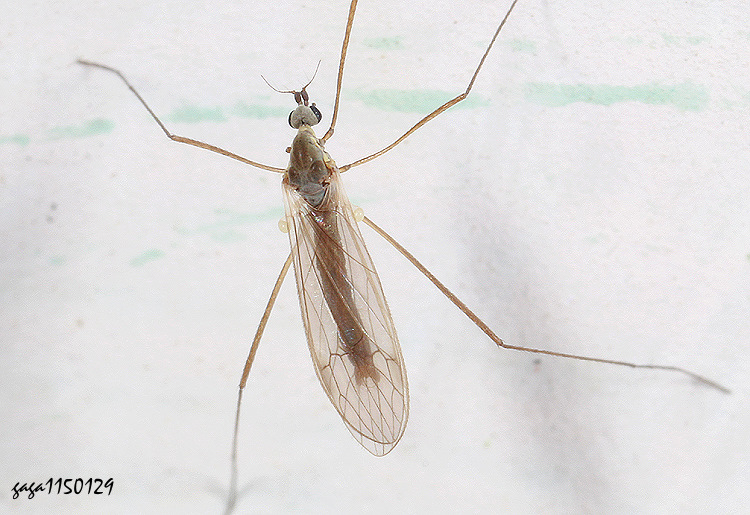 鬚大蚊屬 Cheilotrichia sp.