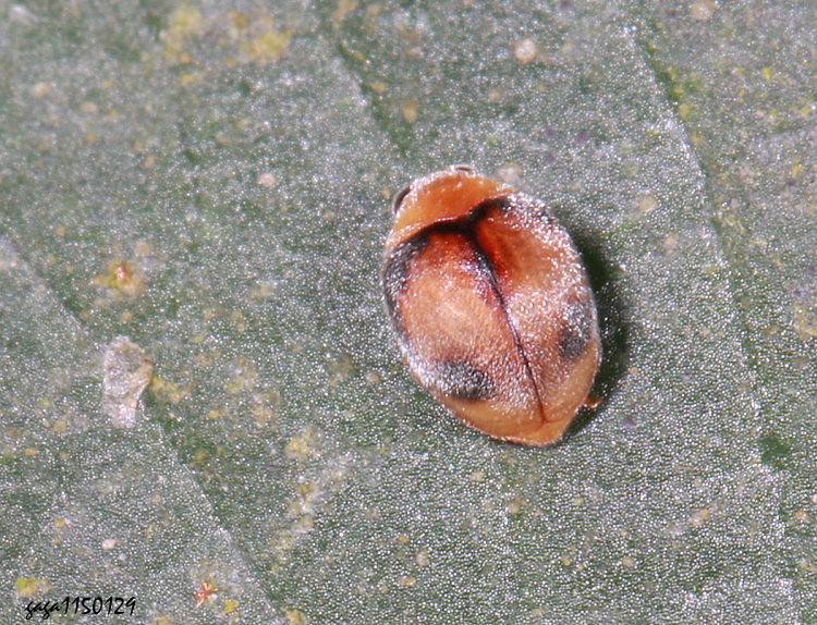  ������]�� Sasajiscymnus parenthesis 