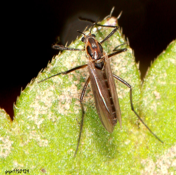 搖蚊族 Chironomini