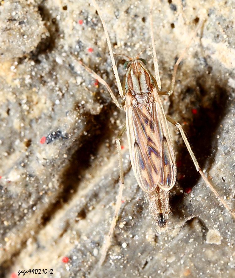 �u�ͷn�A Chironomus striatipennis