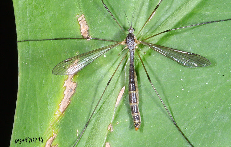 �ͨ��Ƥj�A  Liogma pectinicornis