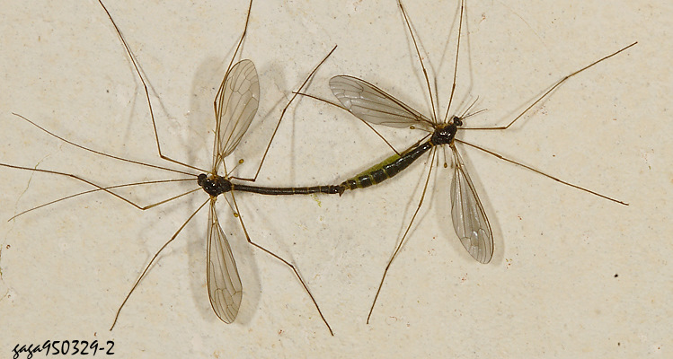 �@�j�A�� Cylindrotoma sp.