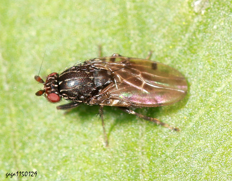 �P�p�T���� Poecilosomella &nbsp;sp.