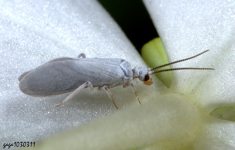 ���M Semidalis aleyrodiformis