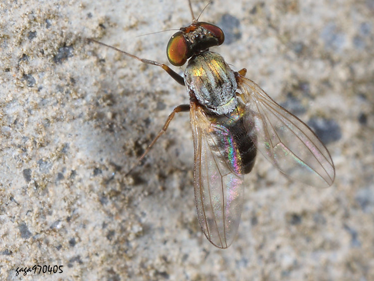 �q�l�����j Medetera grisescens 