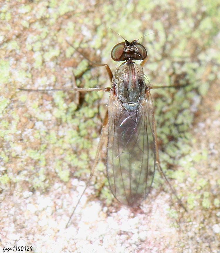 �E�ߪ����j�� Medetera  sp.