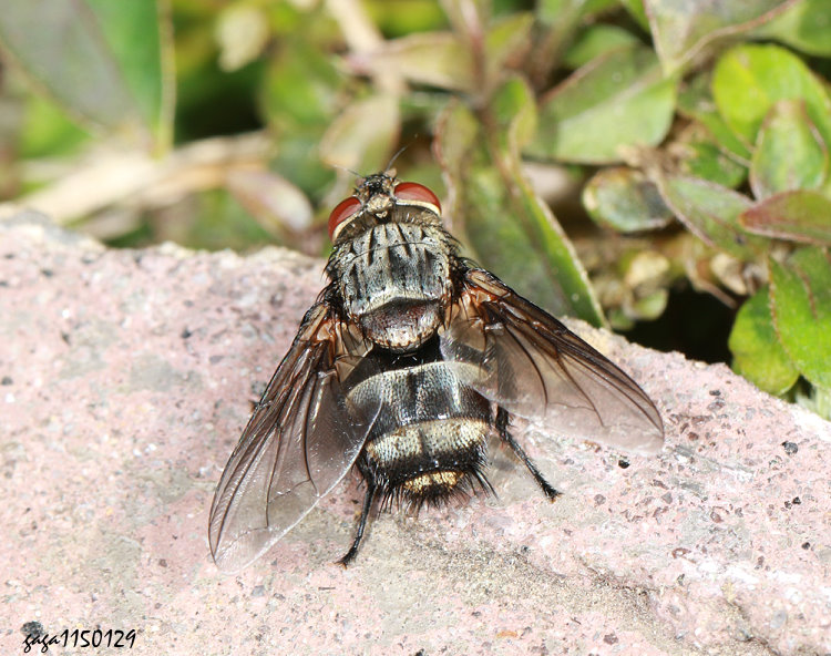 �H���� Carcelia  sp. 