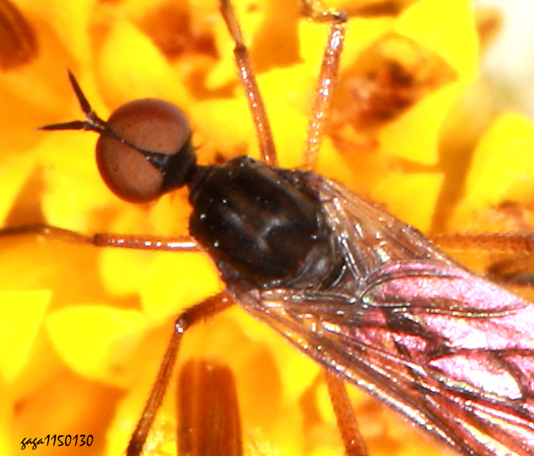 舞虻 Iteaphila sp.