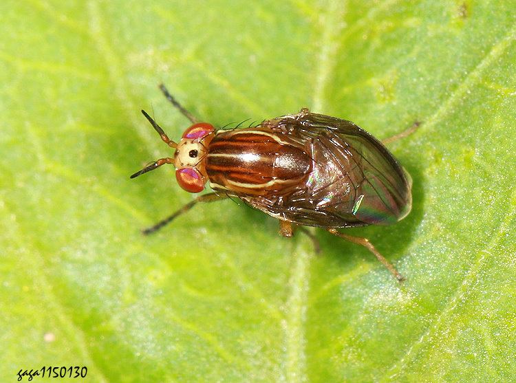 安平縞蠅 Steganopsis convergens