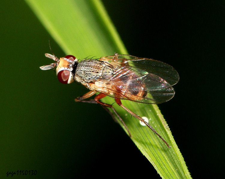 溜芒蠅屬 Lispocephala sp.