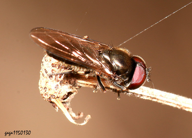 寬跗蚜蠅屬 Platycheirus sp.