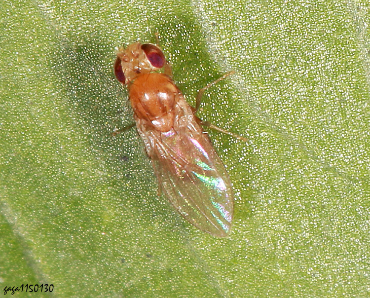 �G���� Drosophila  sp. 