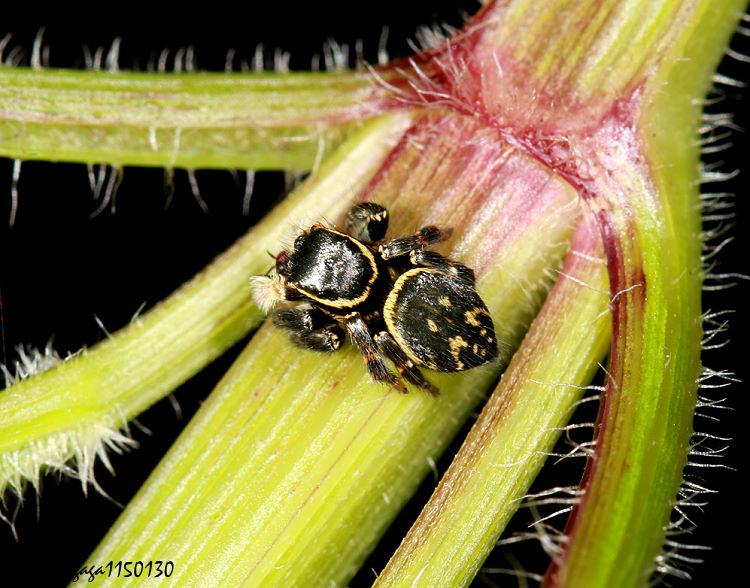 角貓跳蛛 Carrhotus sannio