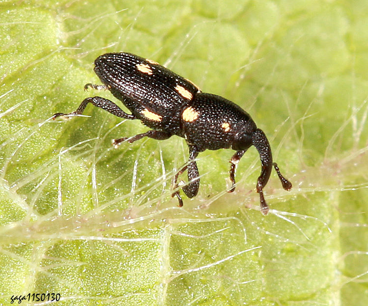 ��H�Ȭ� Anthinobaris sp.