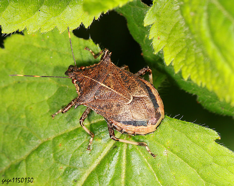 綠點益椿象 Picromerus viridipunctatus 