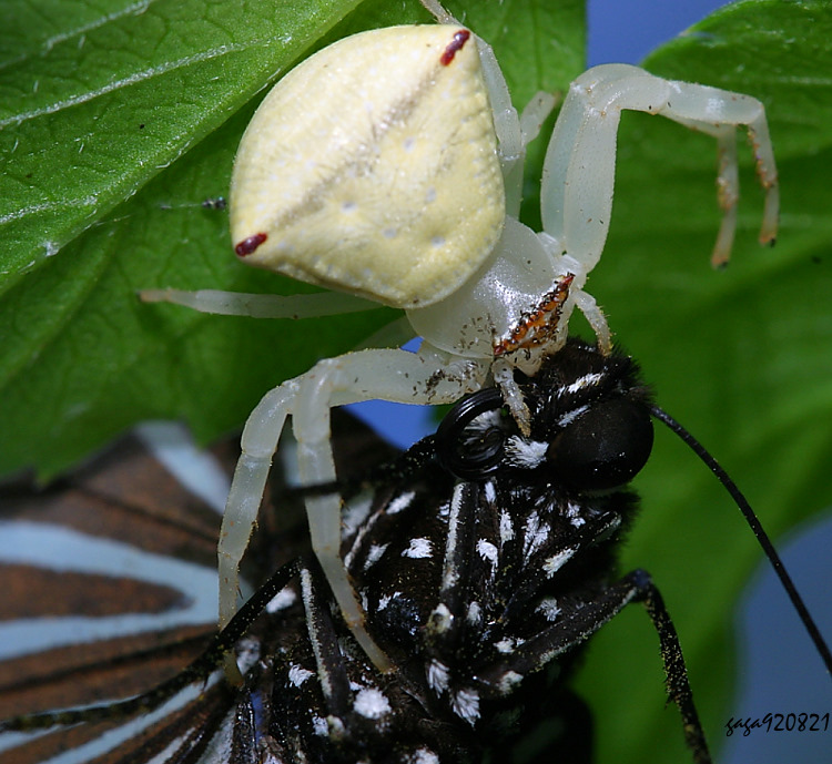 �T���ɵ�&nbsp;Thomisus labefactus