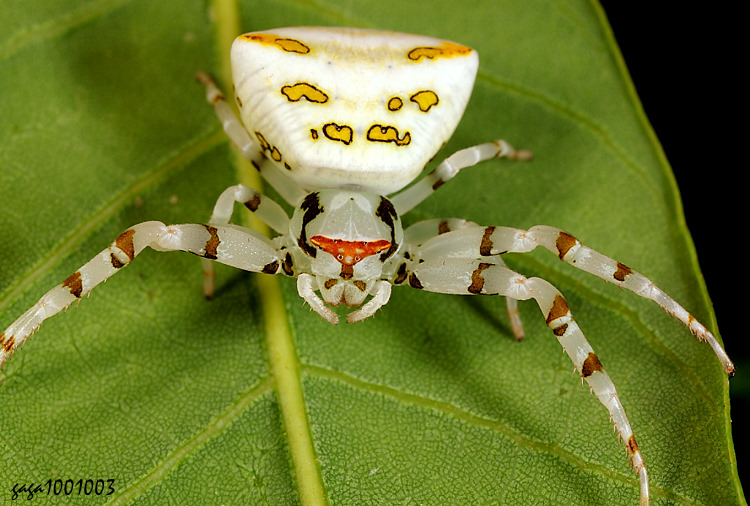 �[�y�T���ɵ� Thomisus okinawensis 