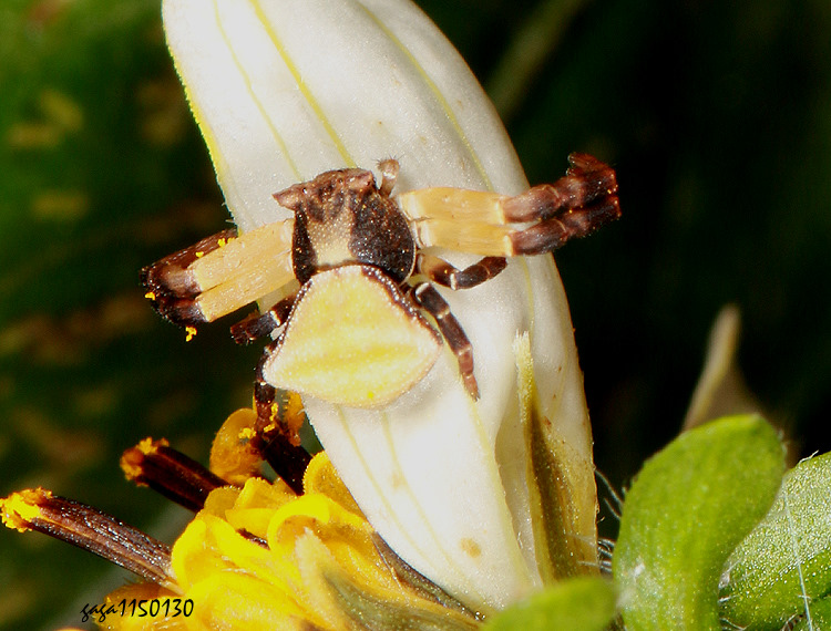 ����T���ɵ� Thomisus wangi