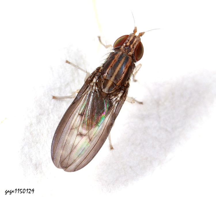 ���O������ Sapromyza  sp. 
