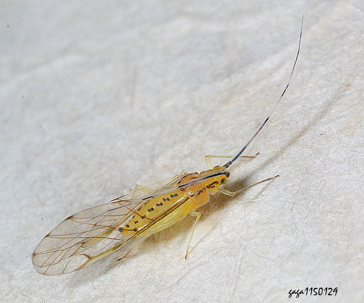 凸唇斑蚜屬 Takecallis arundicolens