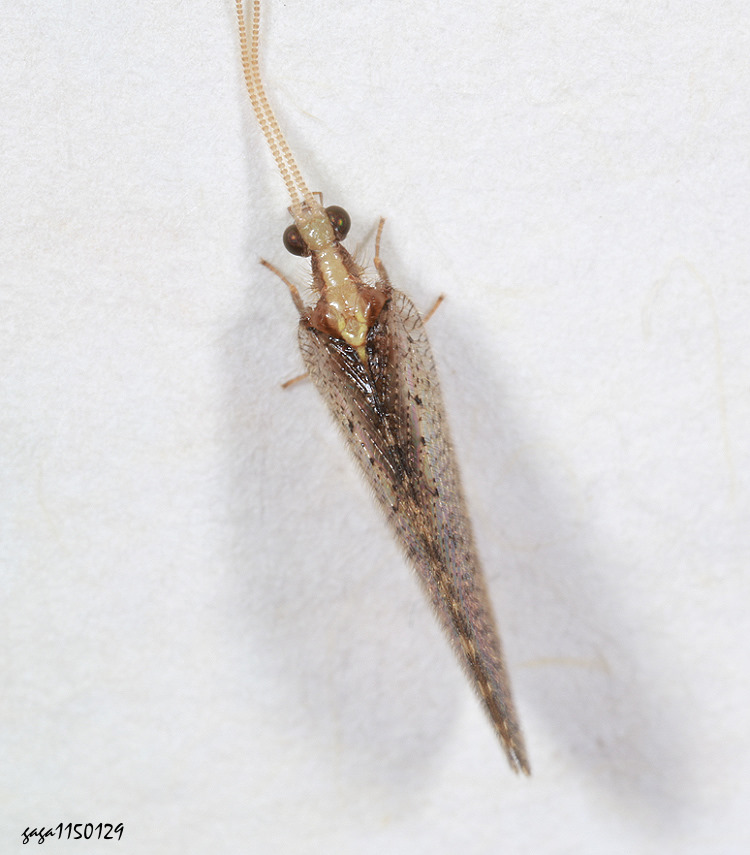Hemerobius humulinus