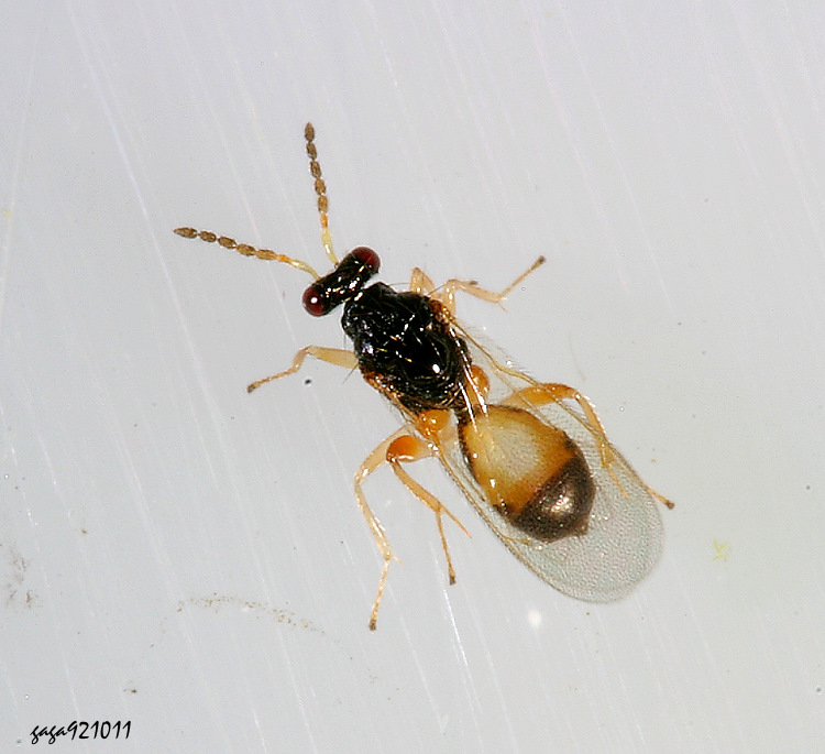 �V�p���� Euplectrus sp.