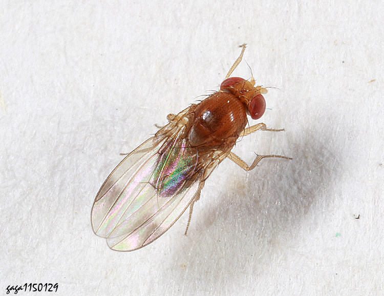 �a���G�� Drosophila suzukii 