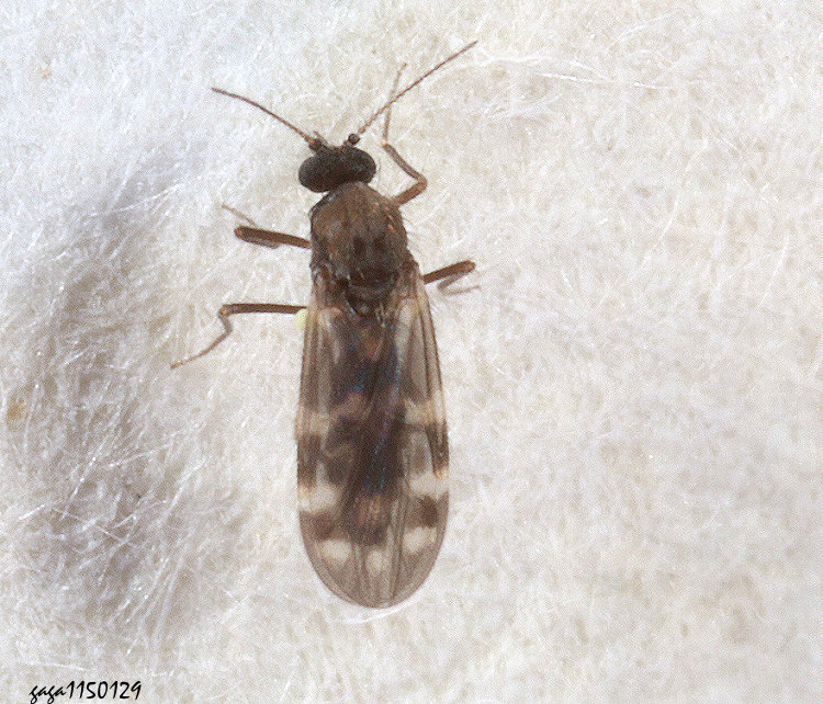  �Ȭ� Culicoides sp.