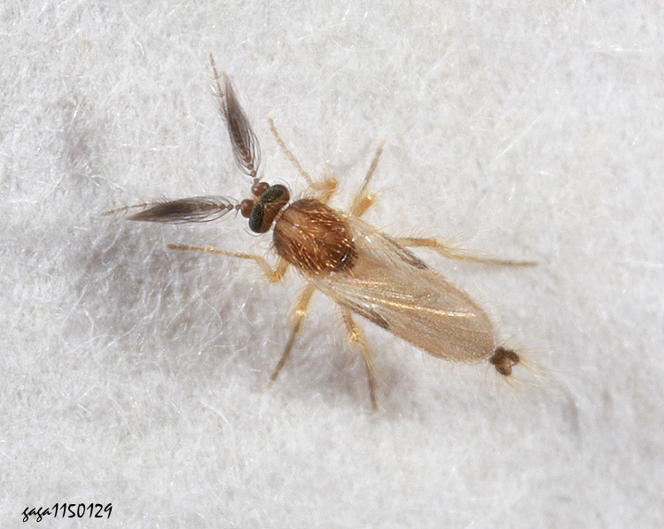 �h���� Forcipomyia sp.