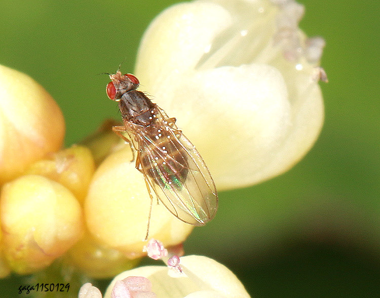 灰姬果蠅&nbsp;Scaptomyza pallida 