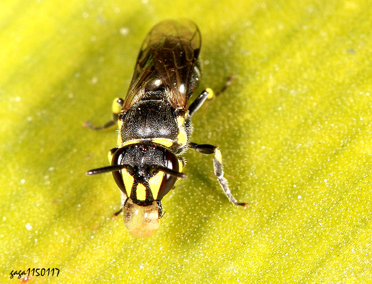  Hylaeus mediolucens