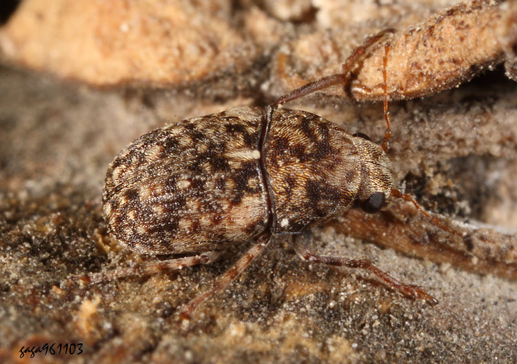 長角象鼻蟲 Araecerus tarsalis