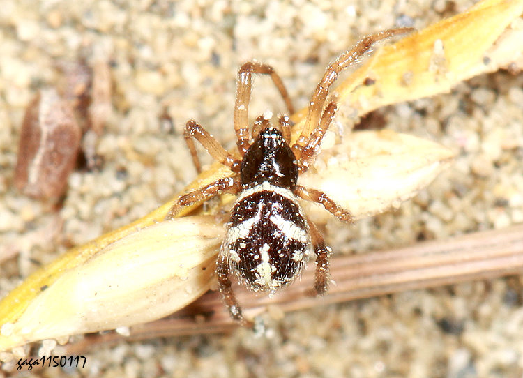 �C�P��V��