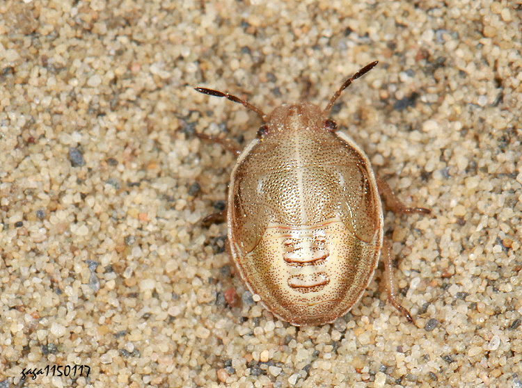 �լP�϶H�Y��